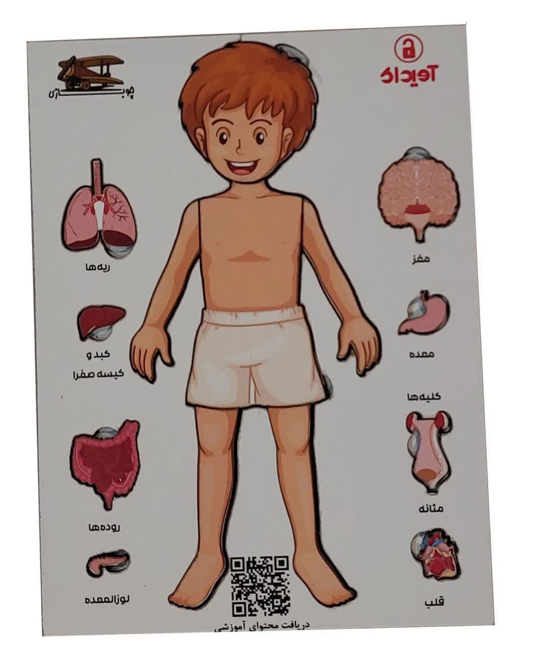 پازل بدن انسان